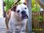 Soft Paws Pet Sitting Service®